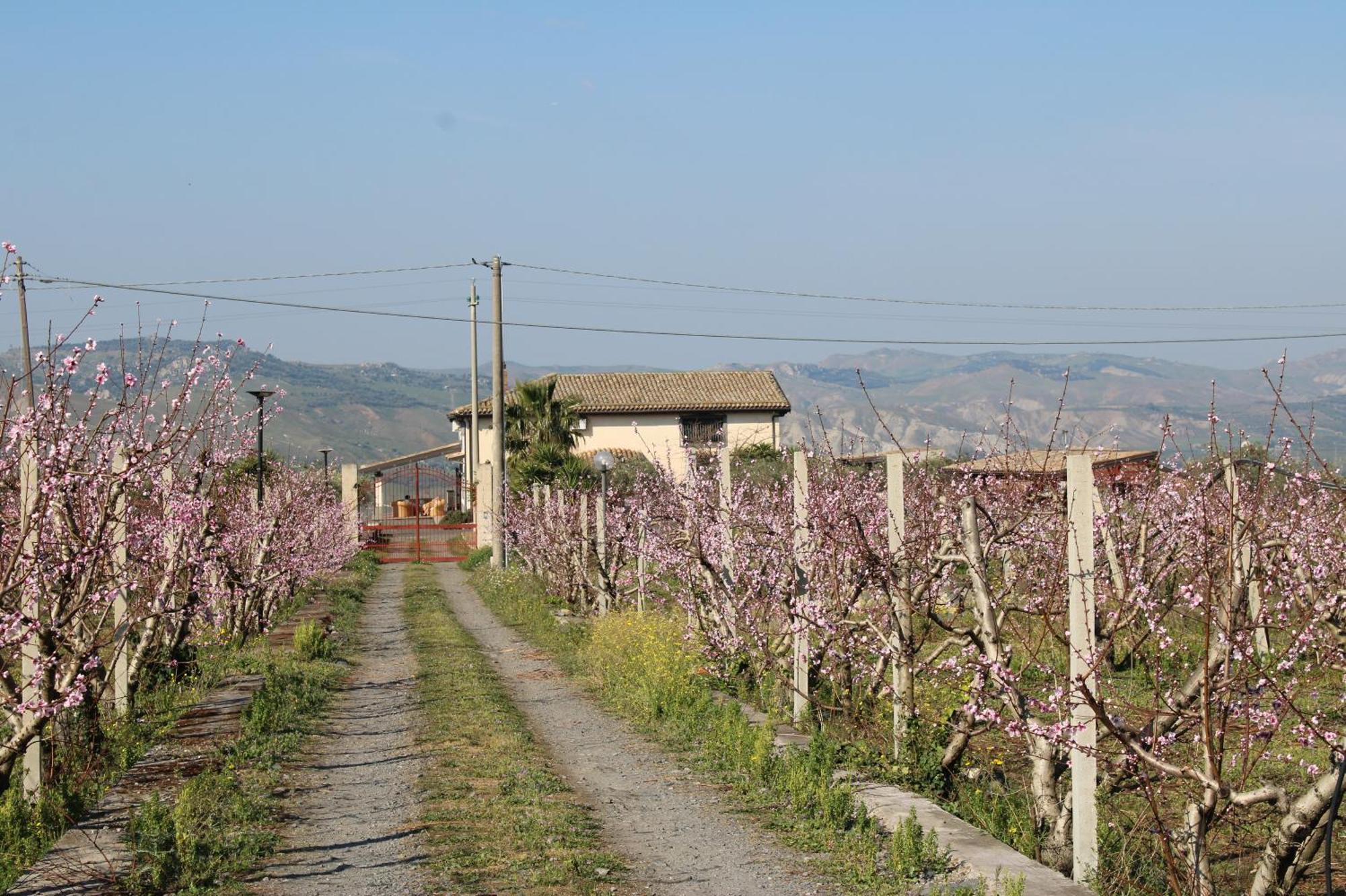 Ranch Simeto Hotel Paterno  Buitenkant foto